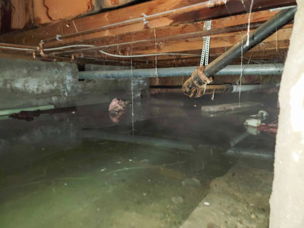 Best Professional water damage repair  in Quail Creek, TX